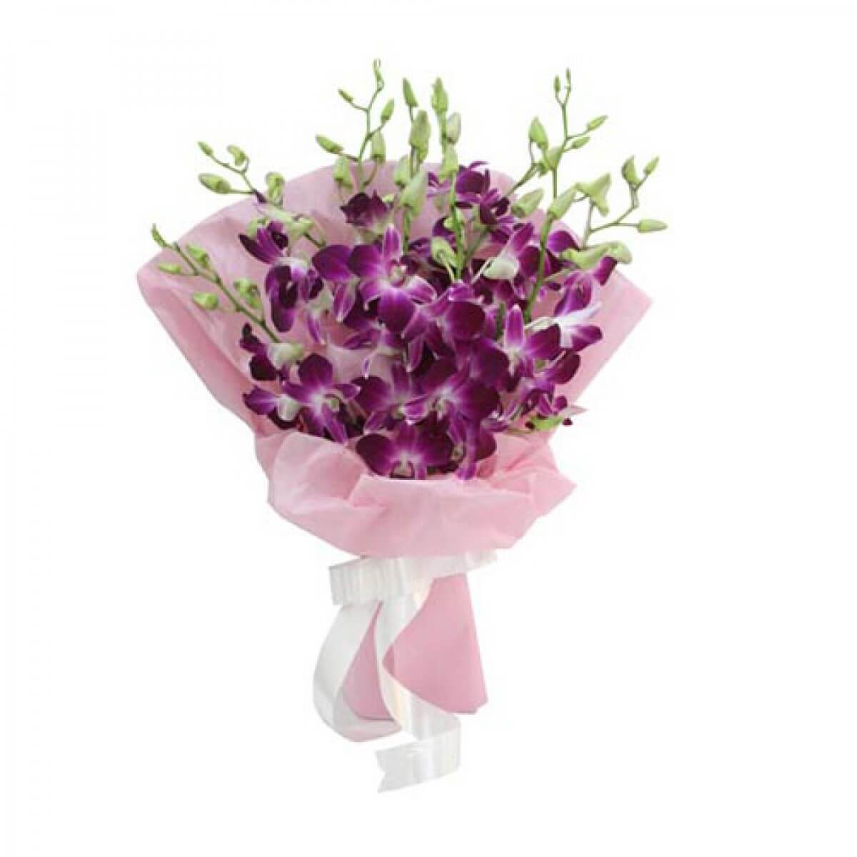  Purple-Orchid