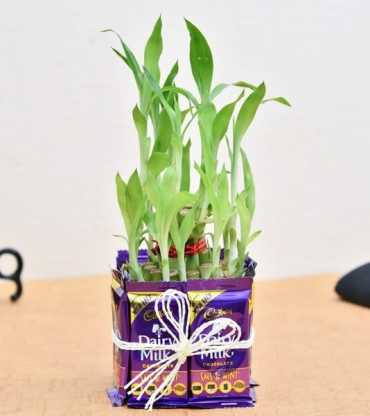Dairy Milk With Bamboo Plant