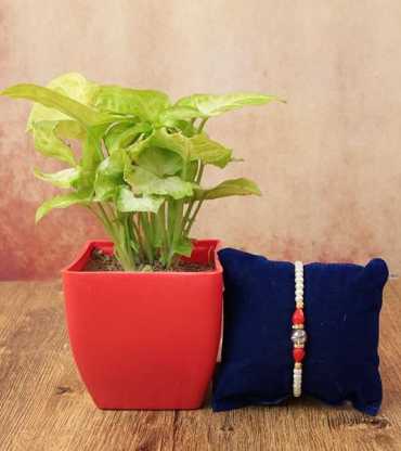 Pearl Rakhi with Green Syngonium Plant