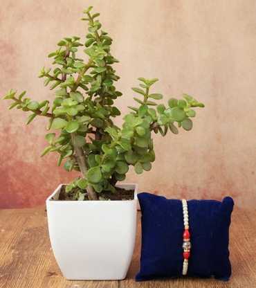 Rakhi with Jade Plant