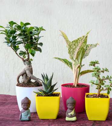  Plants with Meditating Buddha