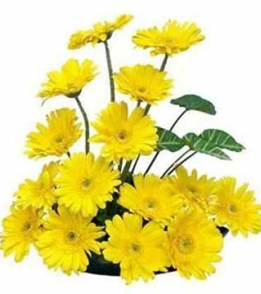 yellow-carnation-20arrangement