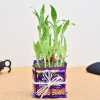 Dairy Milk With Bamboo Plant