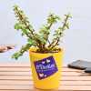 Luck Enhancer Jade Plant for your Bestie